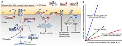 Pathological β-Cell Endoplasmic Reticulum Stress in Type 2 Diabetes: Current Evidence